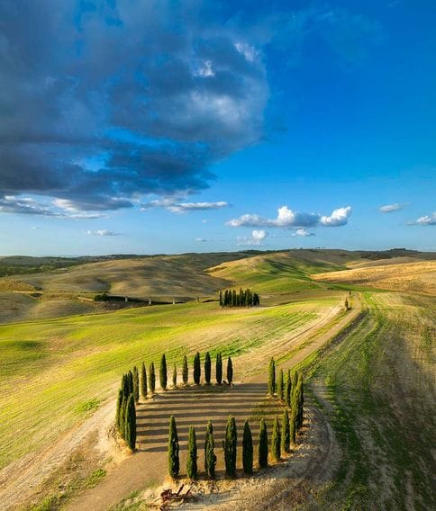 I Cipressini, il gruppo di cipressi presso San Quirico d'Orcia