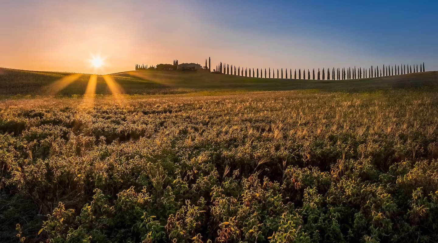Alba su Poggio Covili, con il viale di cipressi della Val d'Orcia